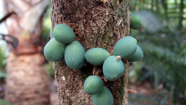 Winter is ideal to enjoy the tropical bounty of North Queensland.