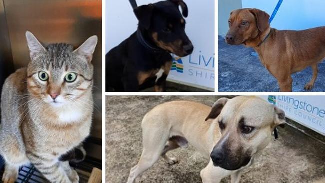 Central Queensland animals that currently need homes.