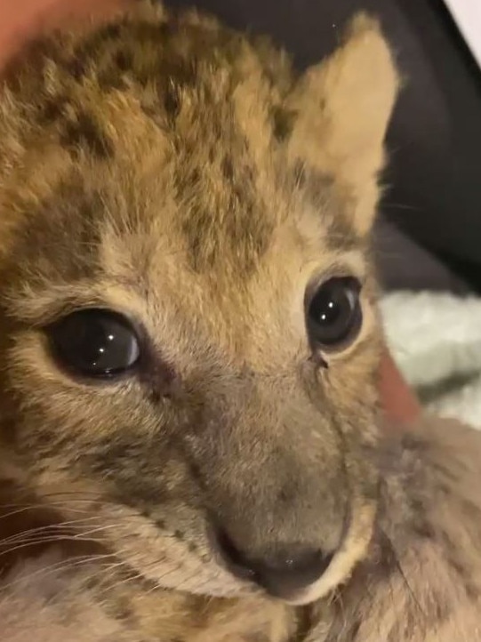 Lion cub Moto.