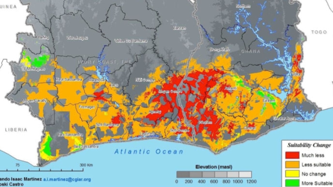 A map of the likely effect of climate change on the cocoa growing regions of Côte d’Ivoire (left) and Ghana (right) in 2050. Currently much of the coloured area is prime cocoa growing territory. But in 2050 the red and orange areas will have become less suitable for growing the crop. Picture: CIAT/International Center for Tropical Agriculture