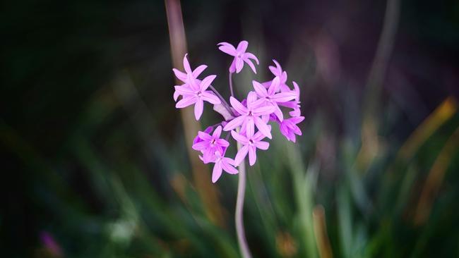 Tulbaghia violacea, commonly known as society garlic, is a species of flowering plant in the family Amaryllidaceae, indigenous to southern Africa. Picture: Tadeusz Zachwieja