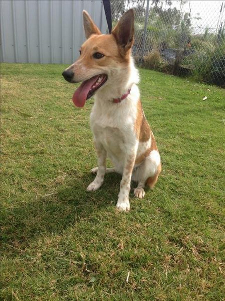 Kelpie corgi hot sale mix