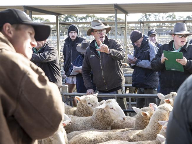 LIVESTOCK: Bendigo Sheep and Lamb salePICTURED: Auctioneer Nick Byrne from Nutrien.Picture: Zoe Phillips