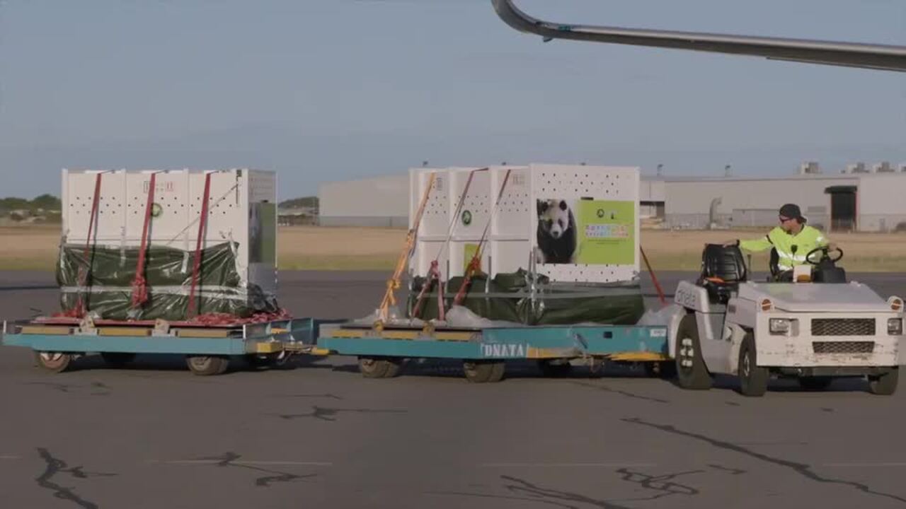 Adelaide Zoo Welcomes New Giant Pandas From China