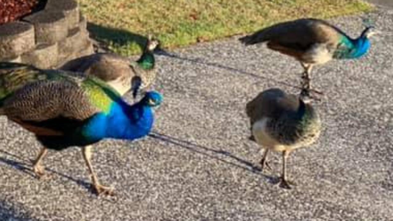 Peacocks Running Wild In North Lakes The Courier Mail