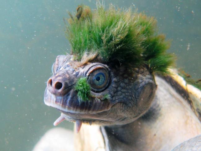 The Mary River turtle. Picture: AFP Photo/ZSL/Chris Van Wyk