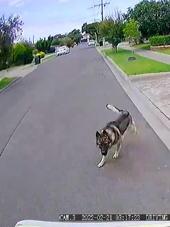 Dogs have also been known to chase postmen off their territory.