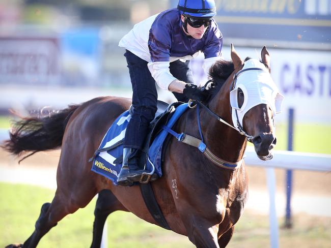 The Mick Price-trained Tarzino works at Geelong with jockey Craig Newitt aboard. Picture: Glenn Ferguson
