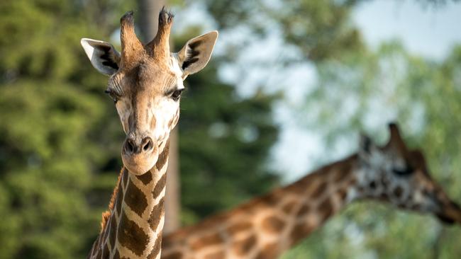 Virtual tours, feedings and keeper talks are streamed live on Zoos Victoria’s website. Picture: Zoos Victoria