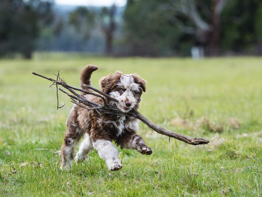 Queenslanders are embracing the Bordoodle, a clever and energetic crossbreed. With Border Collie smarts and Poodle hypoallergenic coats, it is perfect for active owners who want an intelligent companion. Picture: Zoe Phillips