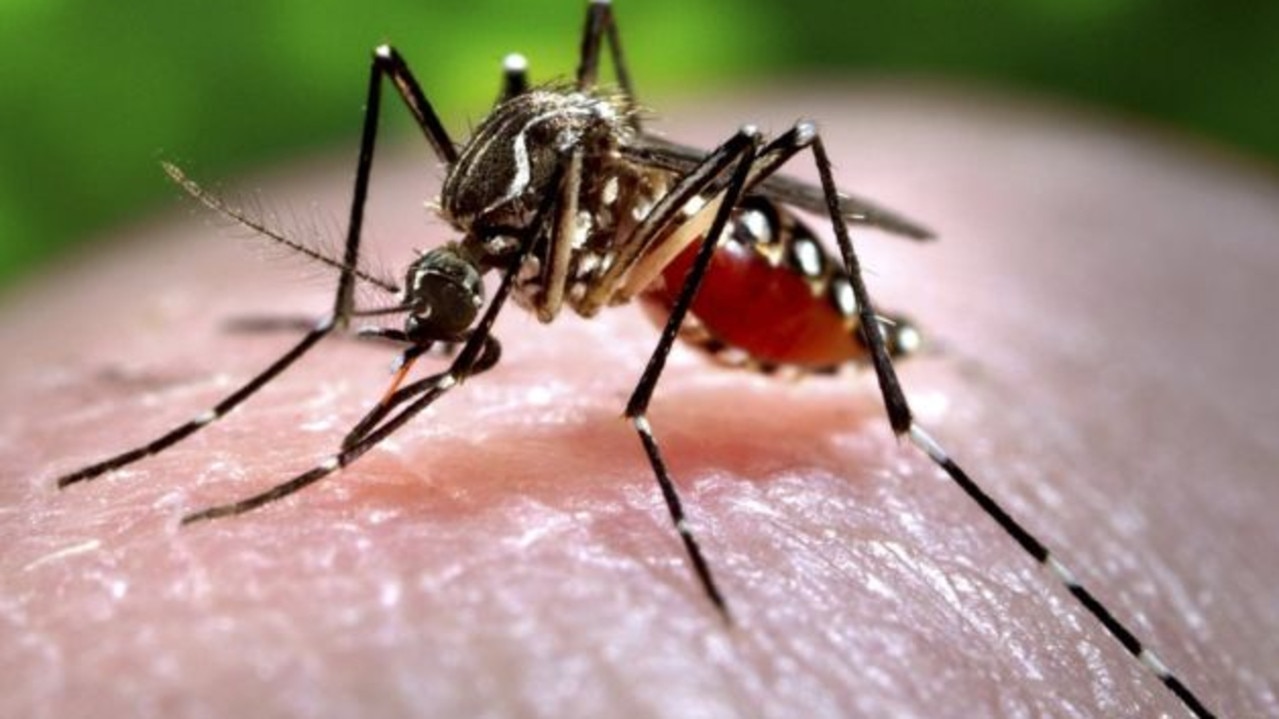 Mosquito season is here, and a 'stealthy little ankle-biter' is out for  your blood