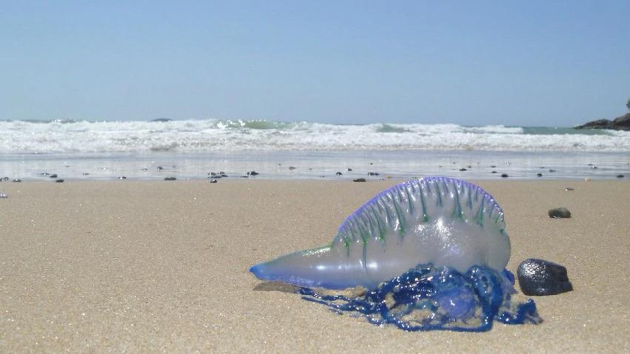 A teenage boy was taken to hospital after swallowing a bluebottle on Christmas Day. Picture: Supplied/Facebook