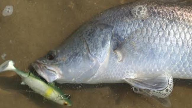 Barramundi caught at Buffalo Creek. Picture for Hiro Nakamura fishing column