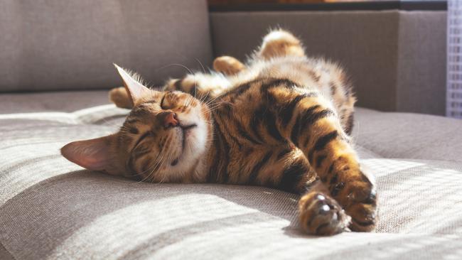 Dogs live for their owners, cats live for themselves. Picture: iStock