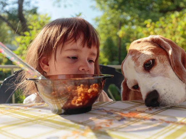 Dogs are the perfect food hiding places.