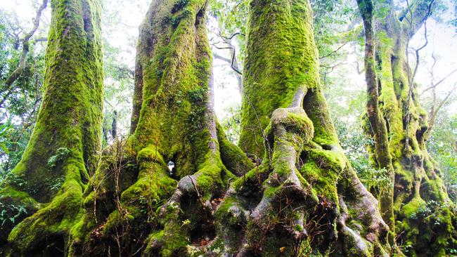 Antarctic beech trees at Springbrook Photo: Eliot Holzworth