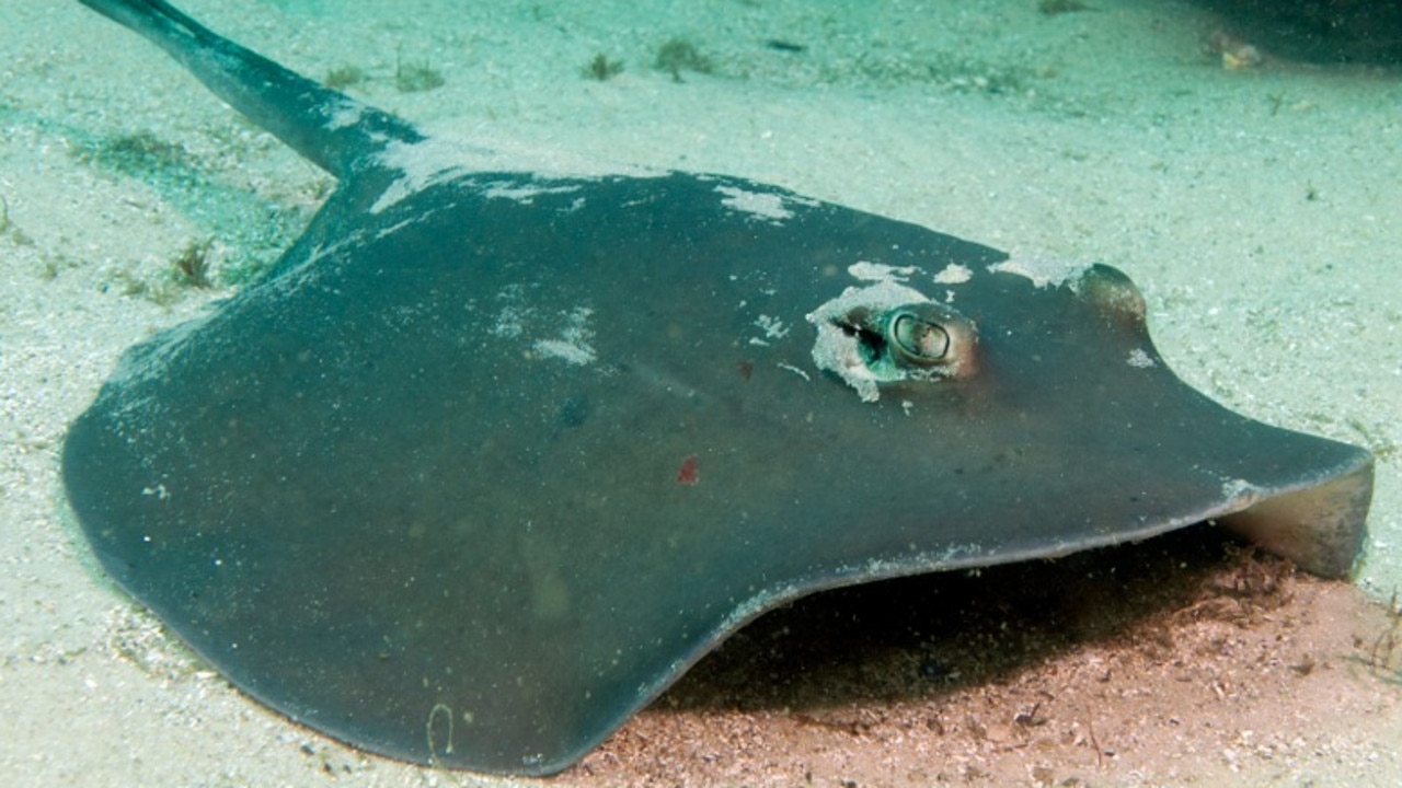 A woman was stung in the knee by a stingray in Darwin | NT News