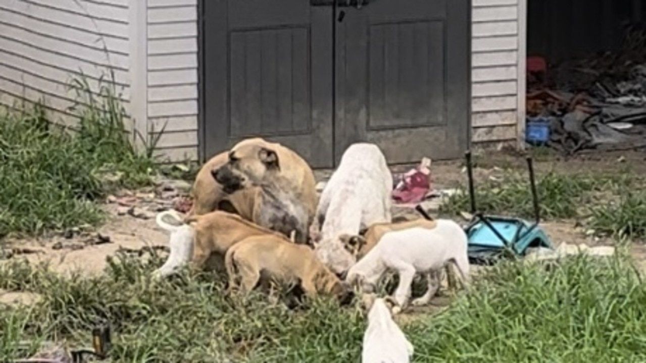 Puppy farms where animals are kept in filthy environments. . Picture: Supplied by the Animal Welfare League NSW