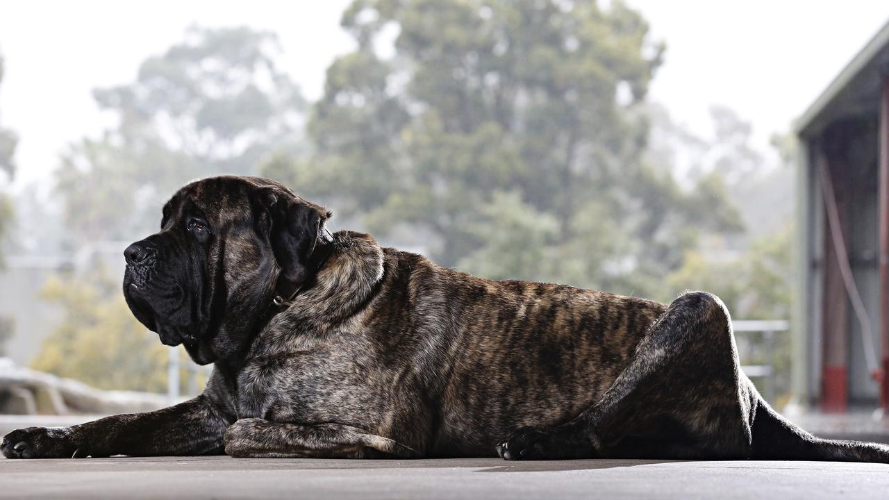 english mastiff biggest dog