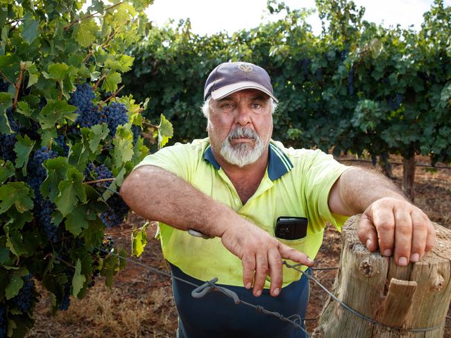 Grape Grower Jim Giahgias with some of his grapes in Loveday, Barmera, South Australia. Picture Matt Turner.