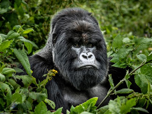 Silverback gorilla, head of the family Isimbi in Volcanoes National Park, Rwanda.   Gorillas for T+L