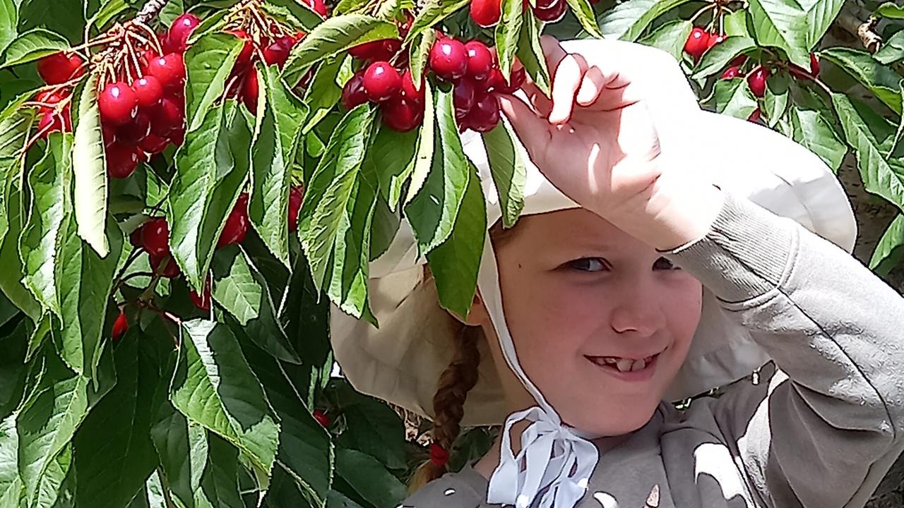 Cherry shortage for Xmas fears as SA produce costs to skyrocket The