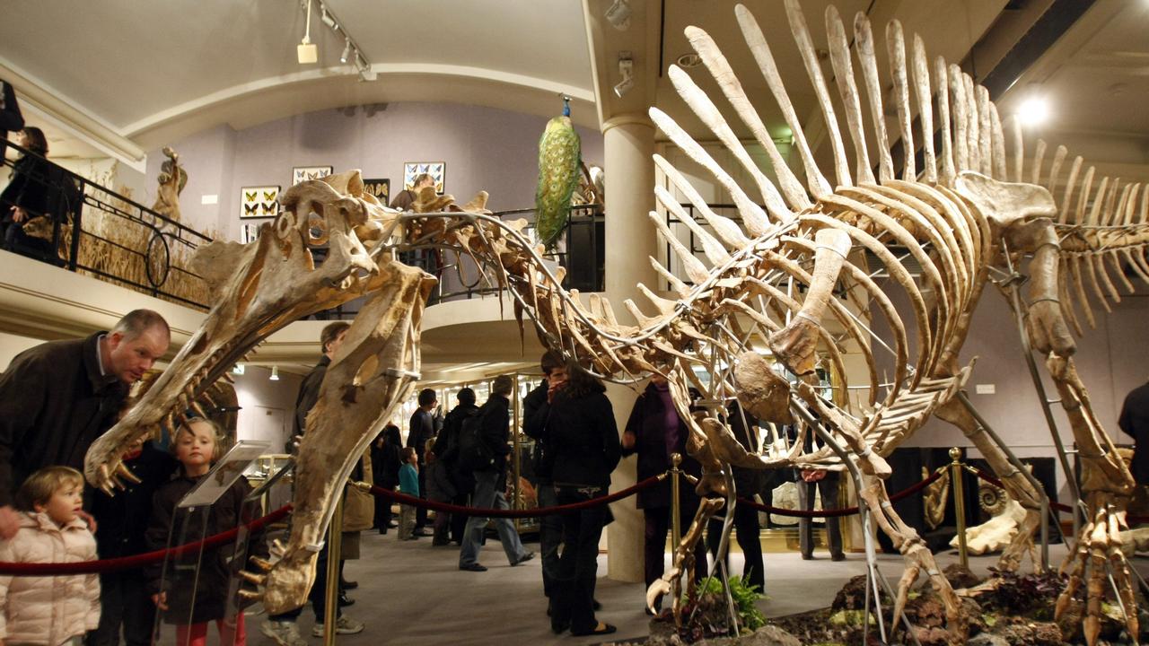 Spinosaurus had bone deep sub skills | KidsNews