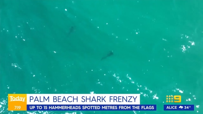 Drone operator captures stunning shark swarm (Today)