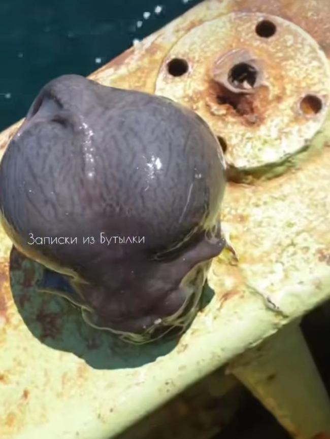 Barotrauma caused the fish to bloat extensively, giving it a brain-like appearance. Picture: Instagram