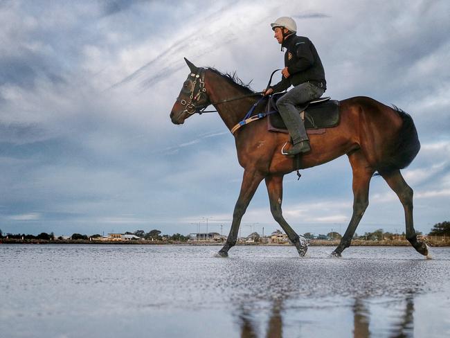 Some would say Cox Plate favourite Winx walks on water and they might be right. Picture: Colleen Petch