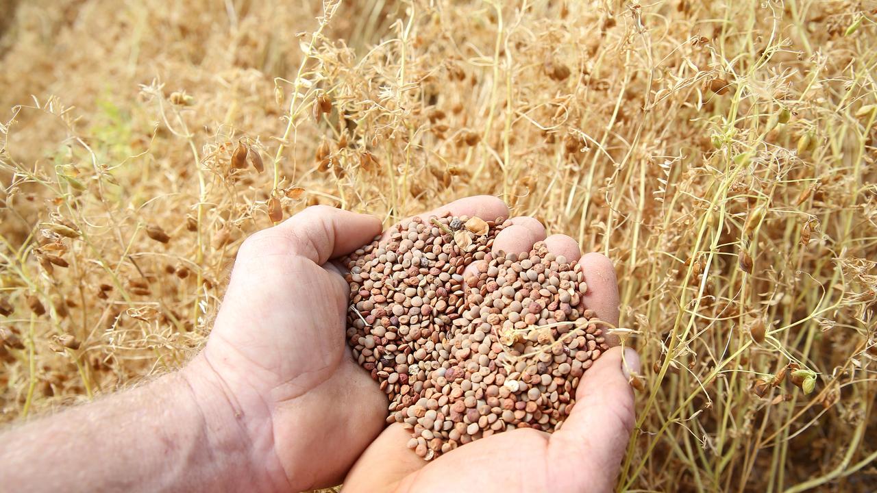 Lentil boom: Victorian plantings surge on the back of good prices