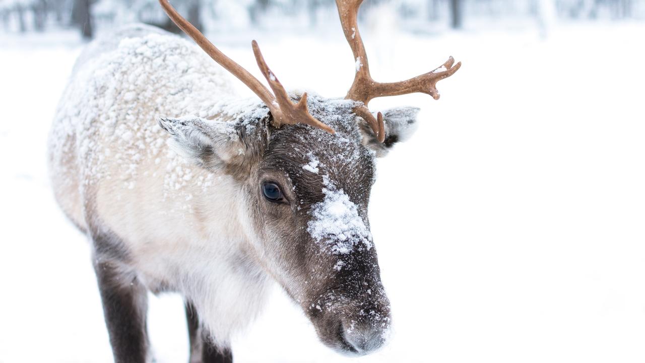 Reindeer are popular characters at Christmas. Picture: iStock