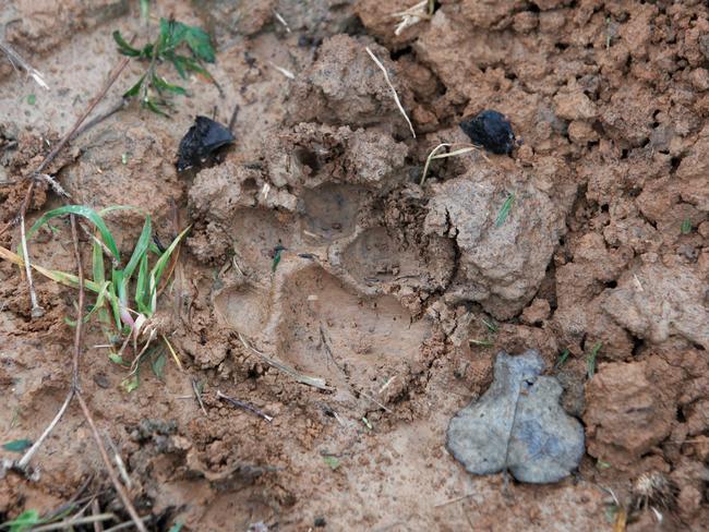 Paw print ... After examining tracks experts said the feline was not a tiger. Picture: Thibault Camus/AP