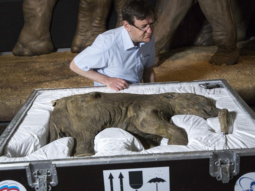 Research leader Adrian Lister examines a baby mammoth, discovered in Siberia in 2007. Picture: Rob Stothard