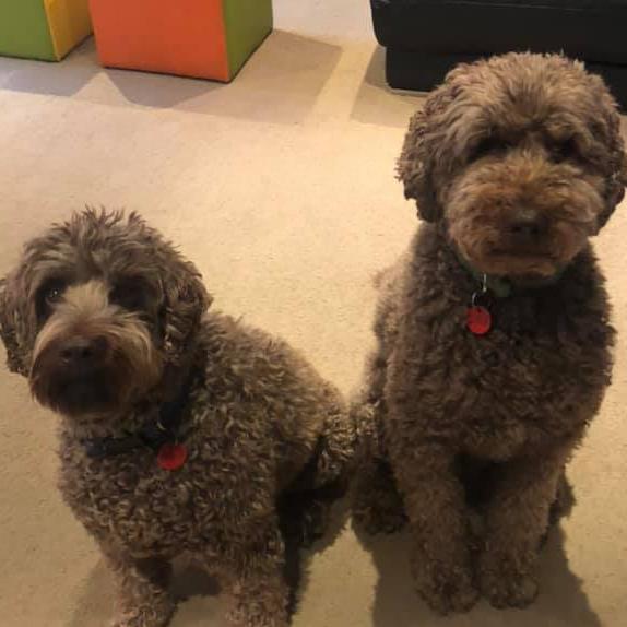 Tassie's Pawfect Pairs | Luke Parkinson: Jasper and Ollie