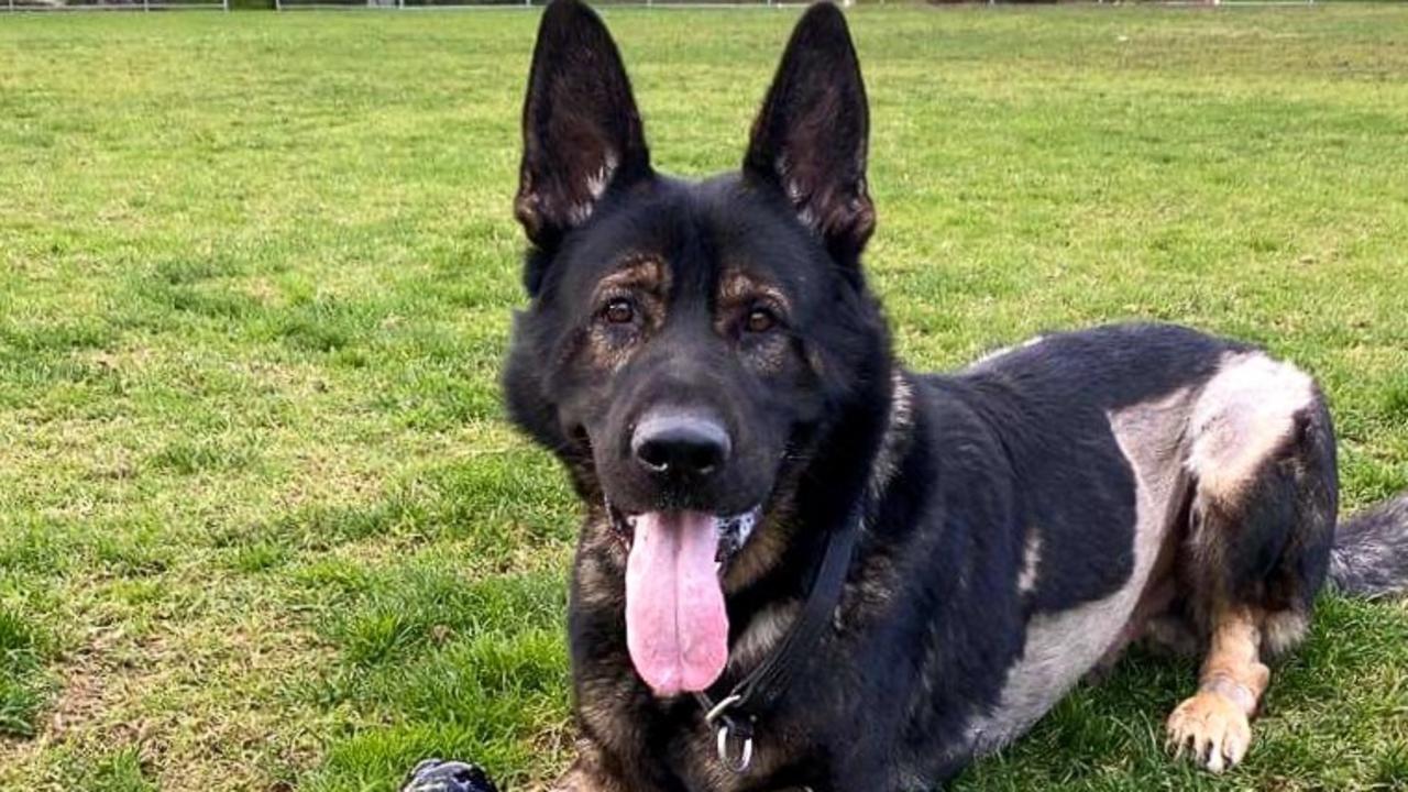 Police dog Bandit back in the force after grass seed | The Advertiser