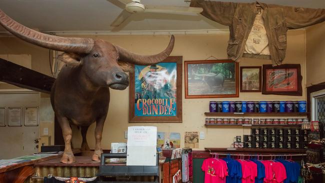 Charlie the Buffalo, made famous in Crocodile Dundee, was a much loved Adelaide River local and, after some taxidermy work, now sits permanently on the 303 bar. Picture: Glenn Campbell.