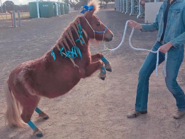 The Bundaberg Riding for the Disabled’s miniature ponies will attend the High Tea for a photo op with guests.