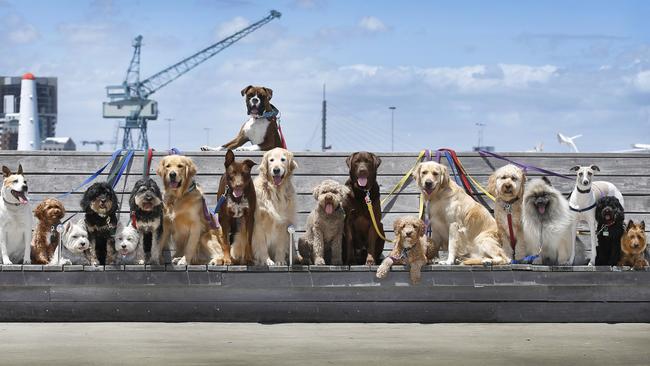 Dog walking company Dog Concierge give their charges a break while they sit nicely along a bench in Port Melbourne during their daily walk. Picture: David Caird