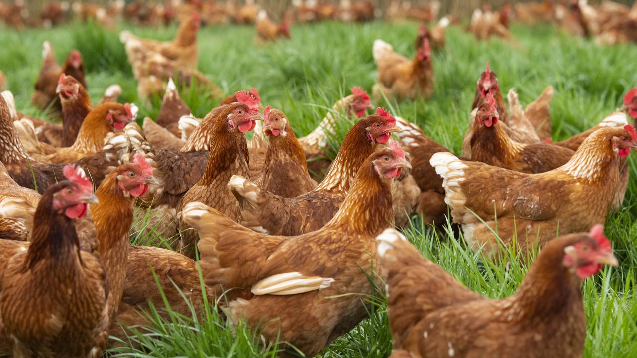 AAM Investment Group buys Qld chicken farm | The Australian