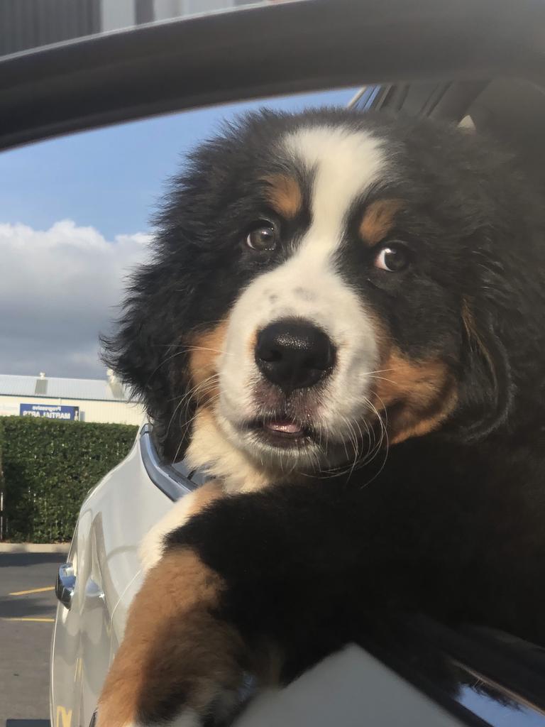 This is Zuri, this was her going on her first drive in the car. Picture: Emily Dimmi