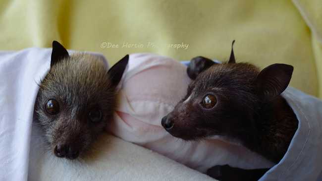 Cute photos of baby flying foxes in care after heat wave | Daily Telegraph