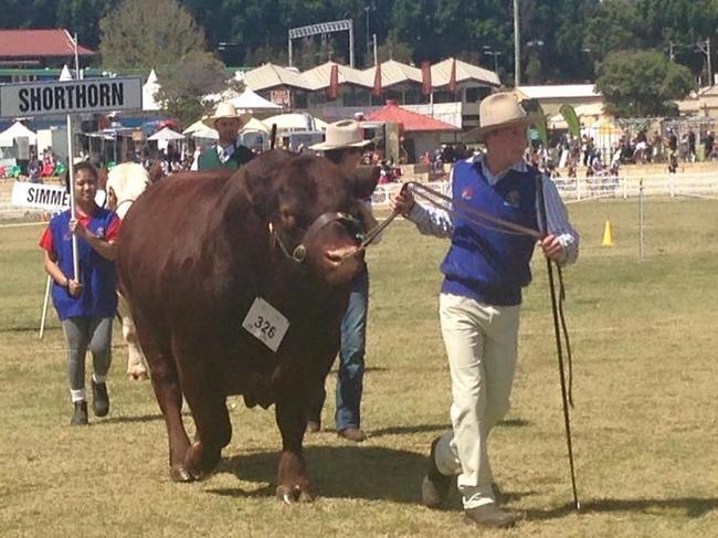 Jai Thomas is not your average teenager — he shows Shorthorn cattle from his own registered stud, JT Country Life, at Serpentine in Western Australia. He started his own stud at just 13. Picture: Supplied