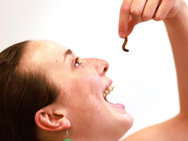 ADELAIDE, AUSTRALIA - NewsWire Photos February 8 2022: University of Adelaide PhD student Ishka Bless tasting edible insects. She's recruiting taste testers to help describe the sensory experience of eating various farmed edible insects, including mealworms, house crickets, tyrant ants and green ants, prepared using different cooking techniques. Picture: NCA NewsWire / Kelly Barnes