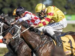 The Toormina Cup Day tips. Picture: Adam Hourigan