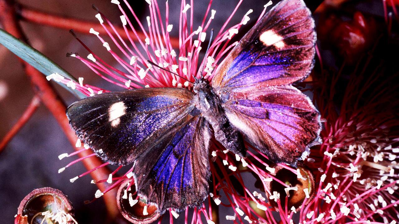 Endangered and beautiful, the Small Bronze Azure Butterfly.