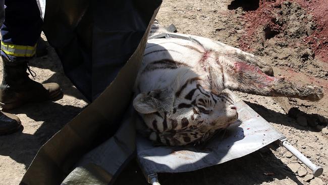 A killed white tiger lies on a stretcher in Tbilisi on June 17, 2015.