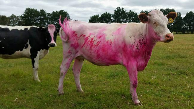 Pink cows: Strawberry milkshake to dye for