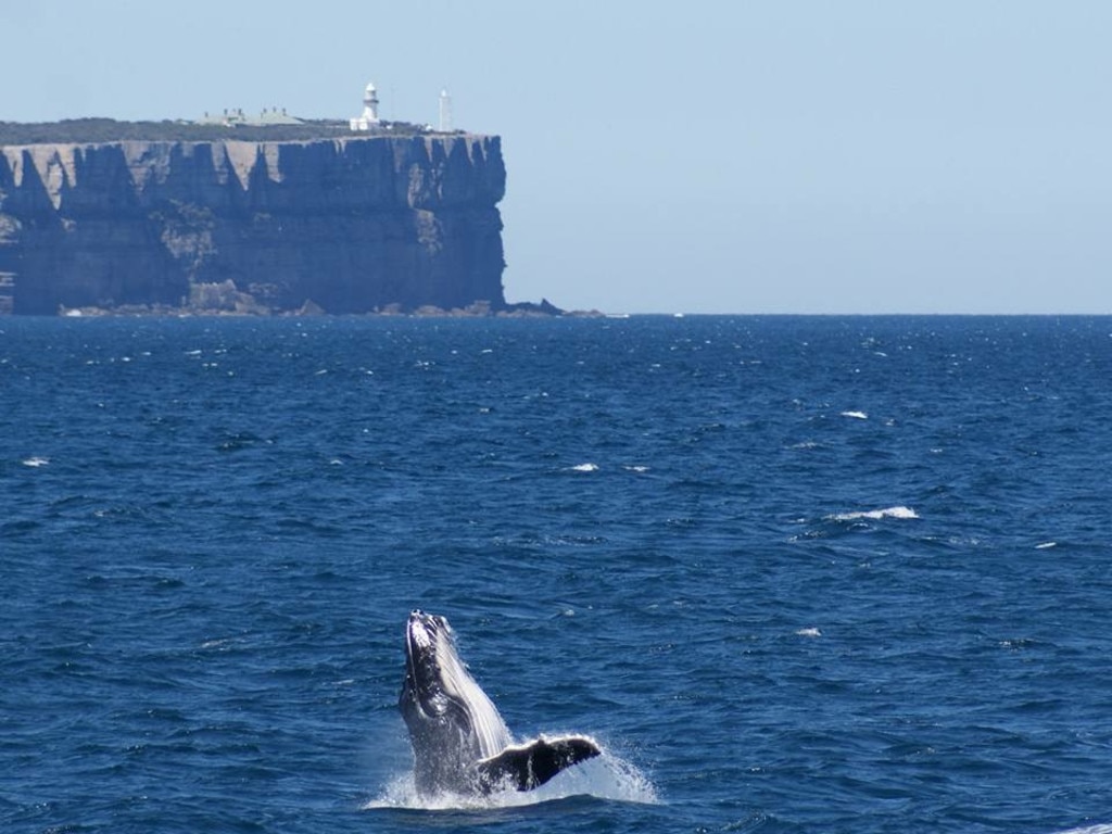 The ‘Mollymook Migration’ off the coast of Molllymook on the NSW South Coast.