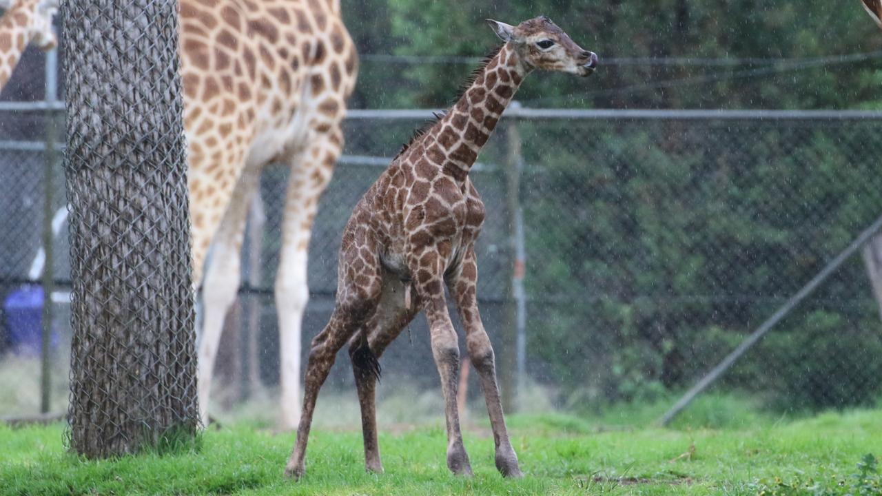 Taronga Western Plains Zoo: Zookeepers And Guests Witness ‘rare’ Birth ...